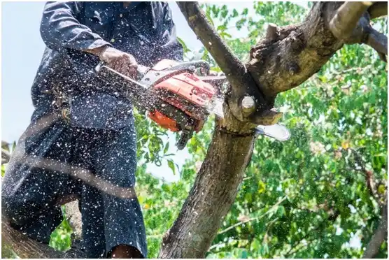 tree services Hopeland